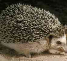 Co je třeba krmit ježka doma zvýšit zdravé zvíře?