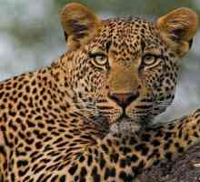 Чем отличается гепард от леопарда: описание и различия хищников