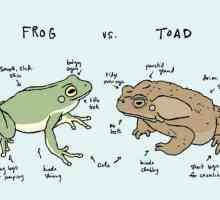 Чем отличается жаба от лягушки? Сходство лягушки и жабы