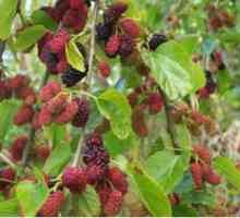 Mulberry je užitečné pro své zdraví?