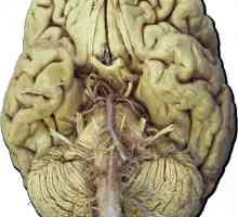 Hlavových nervů, 12 párů: anatomii, stolní funkce