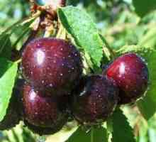 Cherry „Iput“ - jedna z nejoblíbenějších odrůd