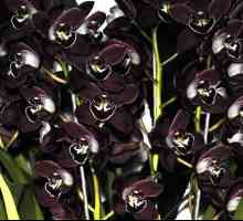 Черная орхидея - красивый и загадочный цветок