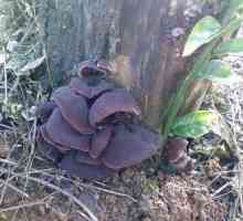 Черный груздь – съедобные, но не очень популярные грибы