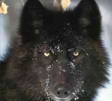 Черный волк - обитатель Канады и Аляски