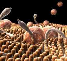 Červi v lidském těle: příznaky a zdroje infekce