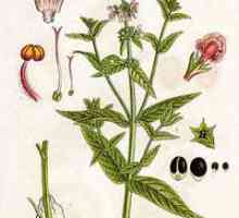 Stachys palustris: popis rostliny