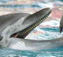 Что едят дельфины, какое их любимое лакомство?