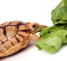 To, co je jíst želvy doma a jak správně obsahovat?