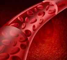 Který zajišťuje kontinuitu pohybu krve cévami? Kontinuita a způsobuje průtok krve