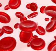 Co zvyšuje hemoglobin, a jaké potraviny by měly být zahrnuty ve vaší stravě?