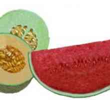 Co je lepší: meloun nebo meloun? Zkoumané léčivé vlastnosti melouny