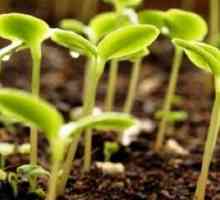 Co je třeba pěstovat v dubnu v otevřeném terénu?