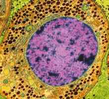 Что такое цитоплазма? Структура, состав и свойства цитоплазмы