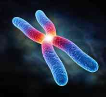 Что такое хромосома? Набор хромосом. Пара хромосом