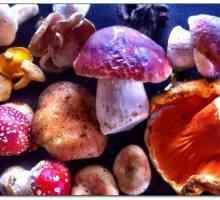 Что такое микология? Микология - наука о грибах