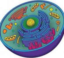 Что такое органоид? Строение и функции органоидов. Органоиды растительной клетки. Органоиды…