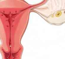 Co je to ovulace a jak to spočítat? ovulace kalkulačka