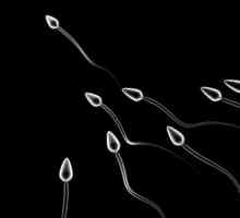 Co je to sperma a jak to funguje?