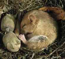 Что такое зимняя спячка? Когда ложатся в спячку медведи и другие животные?