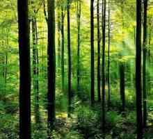 Что в лесу растет и кто живет? Описание весеннего и осеннего леса