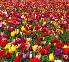 Barvy tulipánů. Hodnota barvy tulipány