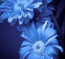 Květ s modrými květy. Jména modrých květů, fotky