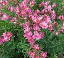 Alstroemeria květiny - dekorace pro vaši zahradu