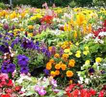 Květiny Chaty: co si vybrat nováček zahradník