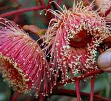 Květiny Eucalyptus: nádherný výtvor přírody