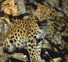 Дальневосточный леопард – большая кошка, находящаяся на грани вымирания