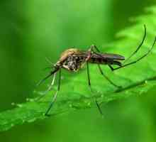 Давайте выясним, чего боятся комары