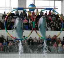 Delfinárium v ​​Naberezhnye Chelny - spousta zábavy a pozitivní