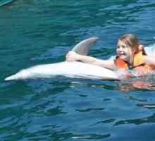 Terapie Dolphin na Krymu: popis, funkce, výkon a recenze
