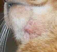 Akné u koček: formy a příznaky infekce