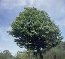 Дерево каштан – древний житель нашей планеты