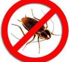Dezinfekce švábů. Jak se zbavit švábů navždy