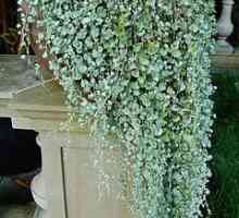 Dihondra "Silver Falls" - nádherná rostlina