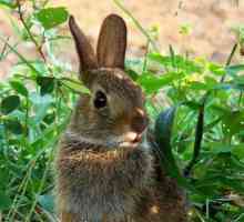 Дикий кролик в природе: описание, фото