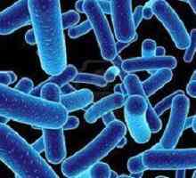 Dysbacteriosis po antibiotiku. Jak a co léčit?