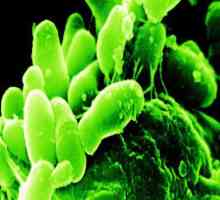 Jaké jsou bifidobakterie? Snížený obsah bifidobakterií: co dělat? U kojenců klesl bifidobakterie