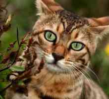 Home leopard cat - ztělesněním milosti a elegance