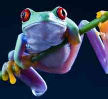 Древесная лягушка…Почему её песни слышны всё реже?