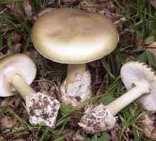 Двойники грибов - опасные дары леса