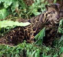 Дымчатый леопард – грозный хищник тропиков