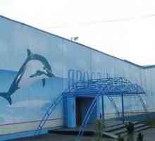 Pokud přijedete v Jaroslavli, je delfinárium nezapomeňte navštívit!