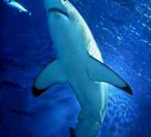 Jsou tam žraloci ve Středozemním moři? žraloci