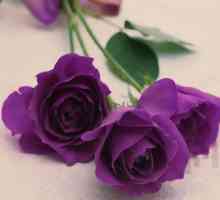Je něco, co v přírodě fialové růže?