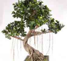 Ficus bonsai: pěstování doma