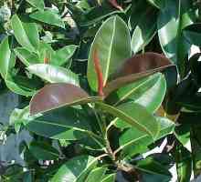 Ficus robusta: obecné informace a kultivace